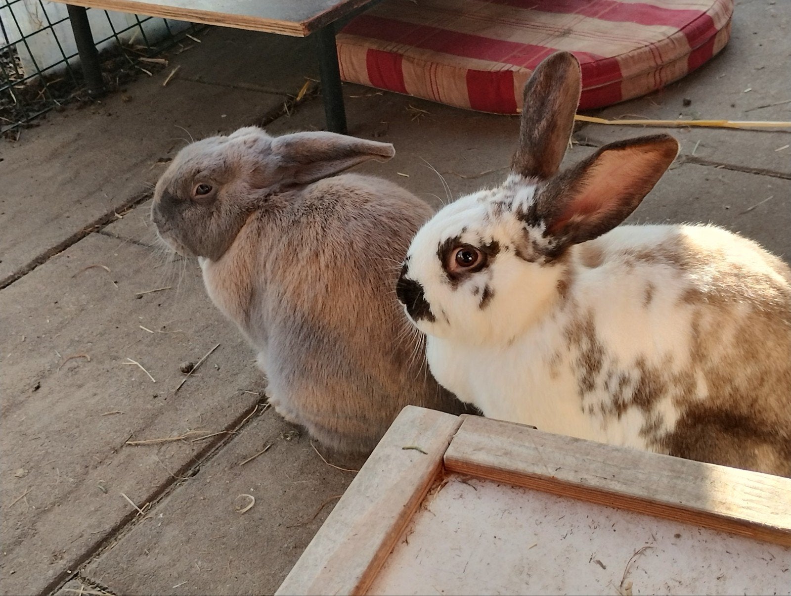 Grote tuin met graaf mogelijk heden gezocht, Dieren en Toebehoren, Vrouwelijk