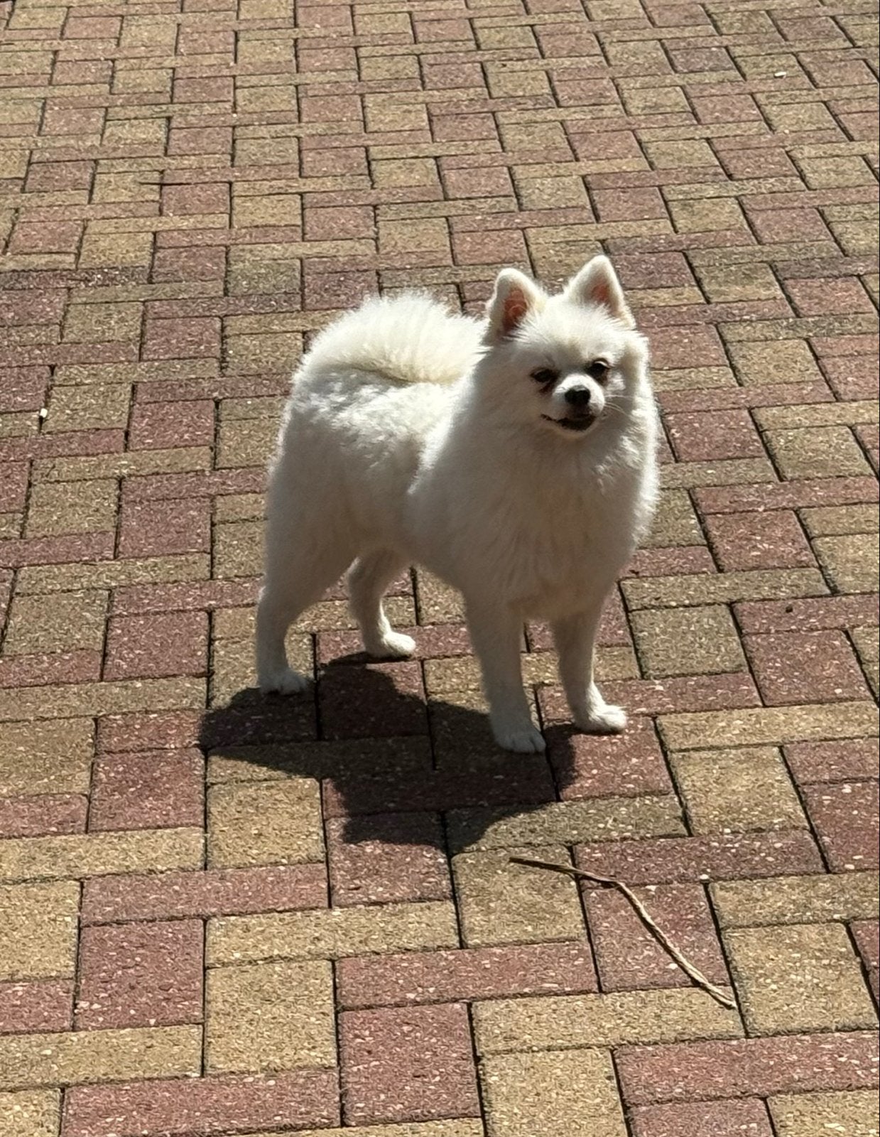 Coco Pomeriaan teefje met pasport, Overige rassen, 1 tot 2 jaar, Teef, Eén hond