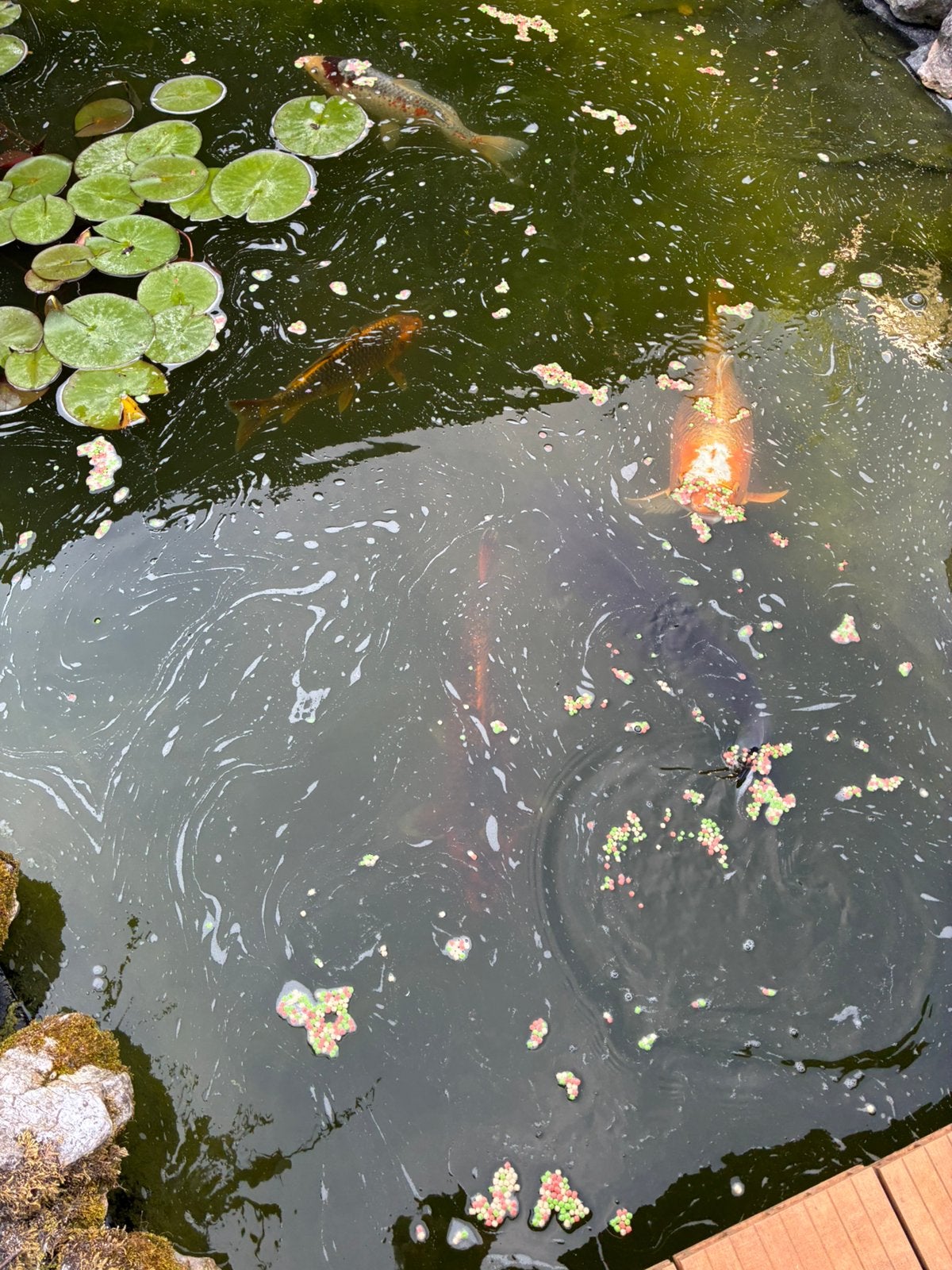 Collectie grote volwassen Koi Siervissen voor de liefhebber, Dieren en Toebehoren, Vissen | Vijvervissen, Karper of Koi