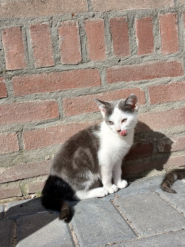 Kittens, Meerdere dieren, 0 tot 2 jaar