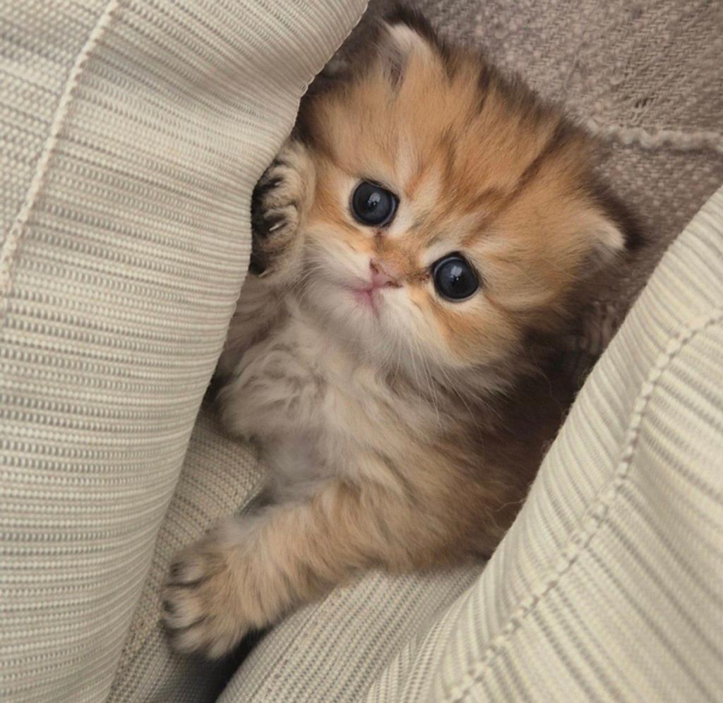 Brits lang/kort haar kittens, Dieren en Toebehoren, Meerdere dieren
