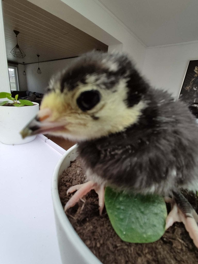 pluimvee, Dieren en Toebehoren, Pluimvee, Meerdere dieren, Kalkoen