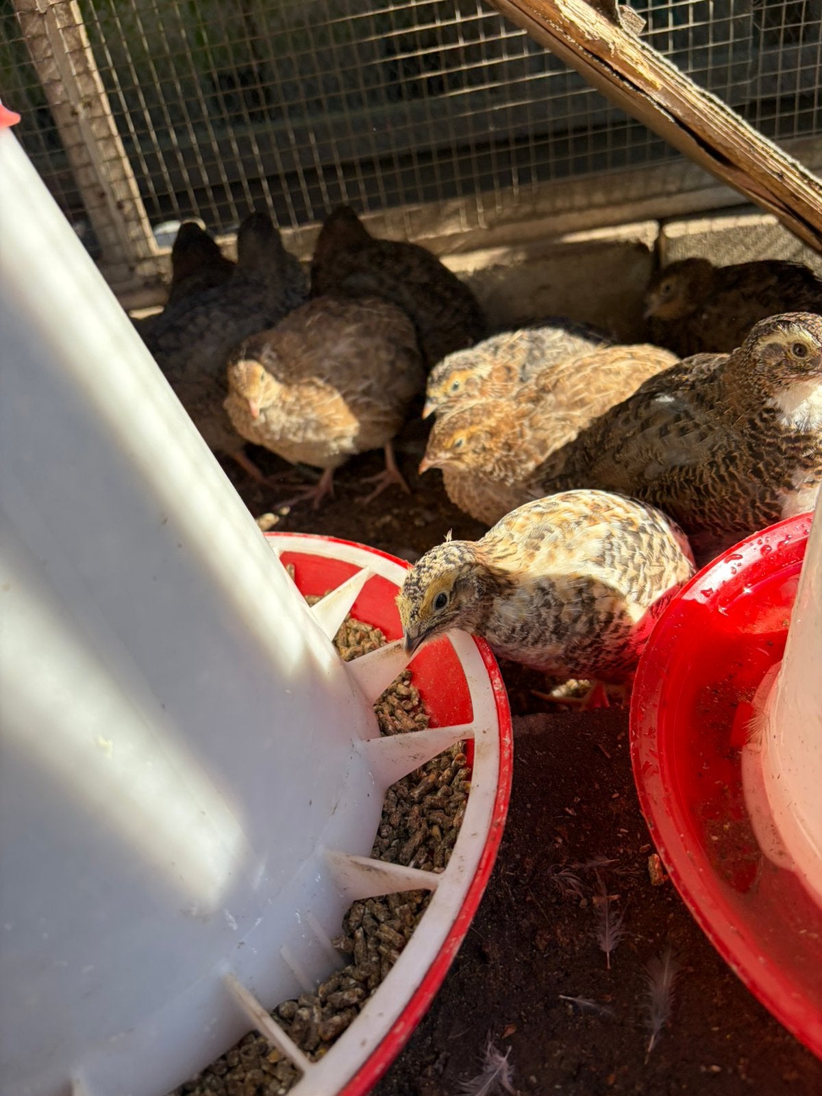 Jonge japanse kwartels 6-7 wk, Dieren en Toebehoren, Pluimvee, Overige soorten, Meerdere dieren