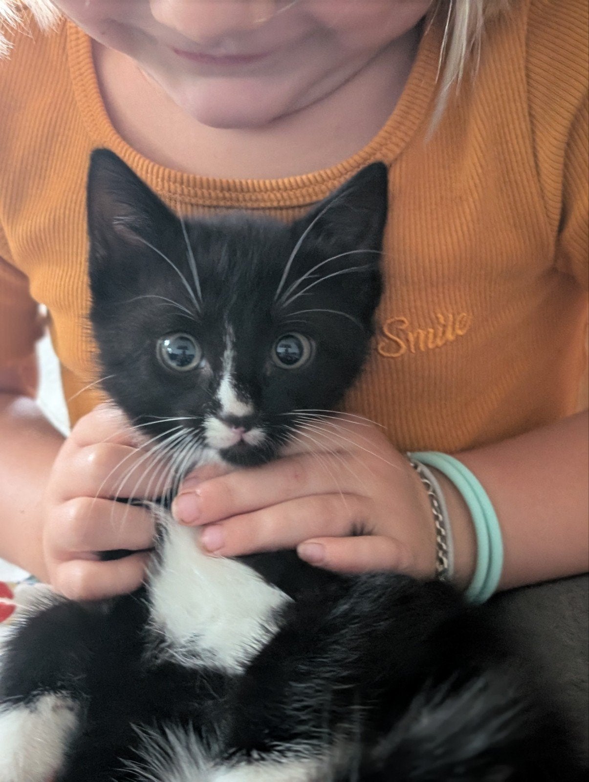 Twee hele lieve zwart witte poesjes, Dieren en Toebehoren, Katten en Kittens | Overige Katten, Kater, Kortharig, 0 tot 2 jaar