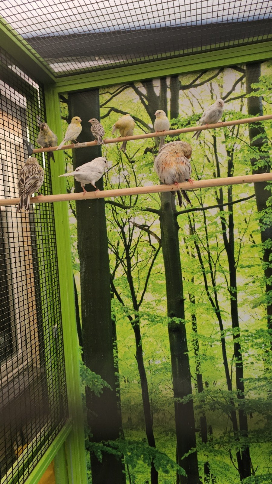 meerdere kanaries te koop, Meerdere dieren, Kleurkanarie