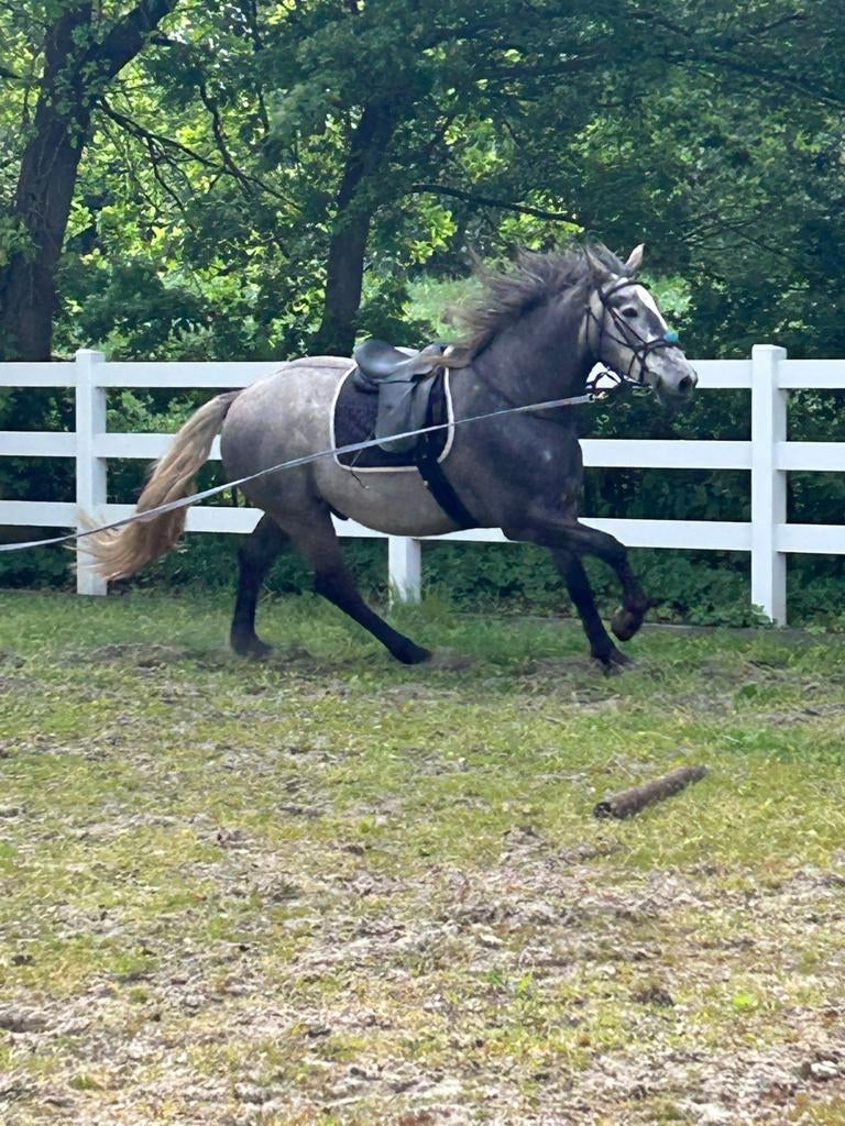 Grote  PRE, Dieren en Toebehoren, Paarden, Ruin, Recreatiepaard