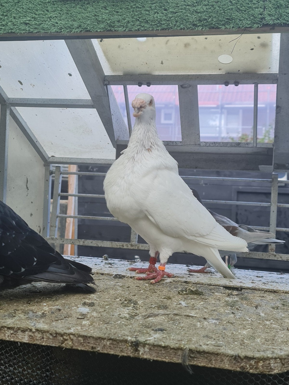 mooie doffer Gorguero, Mannelijk, Kropper