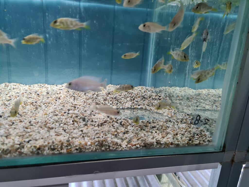 Nimbochromis Venustus Malawi Cichliden, Dieren en Toebehoren, Vissen | Aquariumvissen, Vis, Zoetwatervis