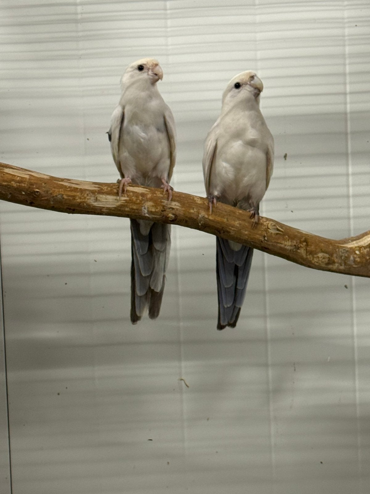 1-1 wit bonte penanten, Dieren en Toebehoren, Vogels | Parkieten en Papegaaien, Meerdere dieren, Parkiet