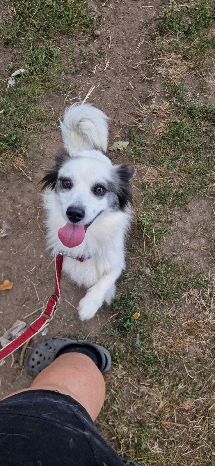 kleine meid zoekt baasje, Dieren en Toebehoren, Honden | Niet-rashonden, Particulier, 1 tot 2 jaar, Buitenland, Teef