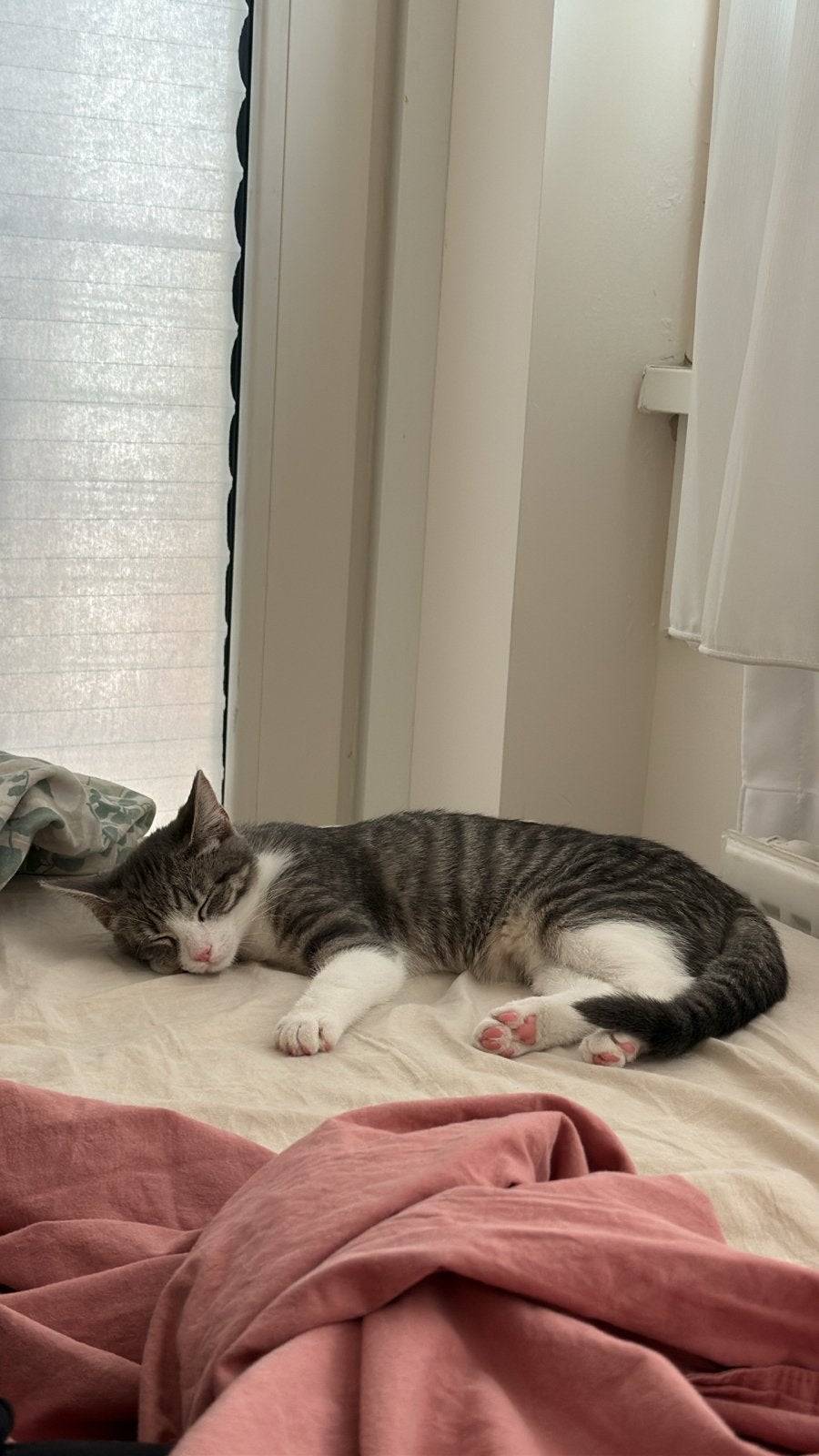 Gratis Kitten, Poes