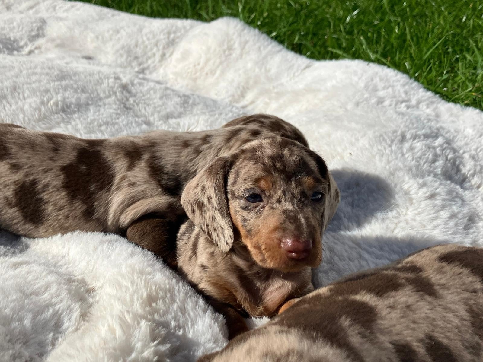 Geweldige teckelpups, 8 tot 15 weken, Korthaar, Dwerg, Meerdere dieren