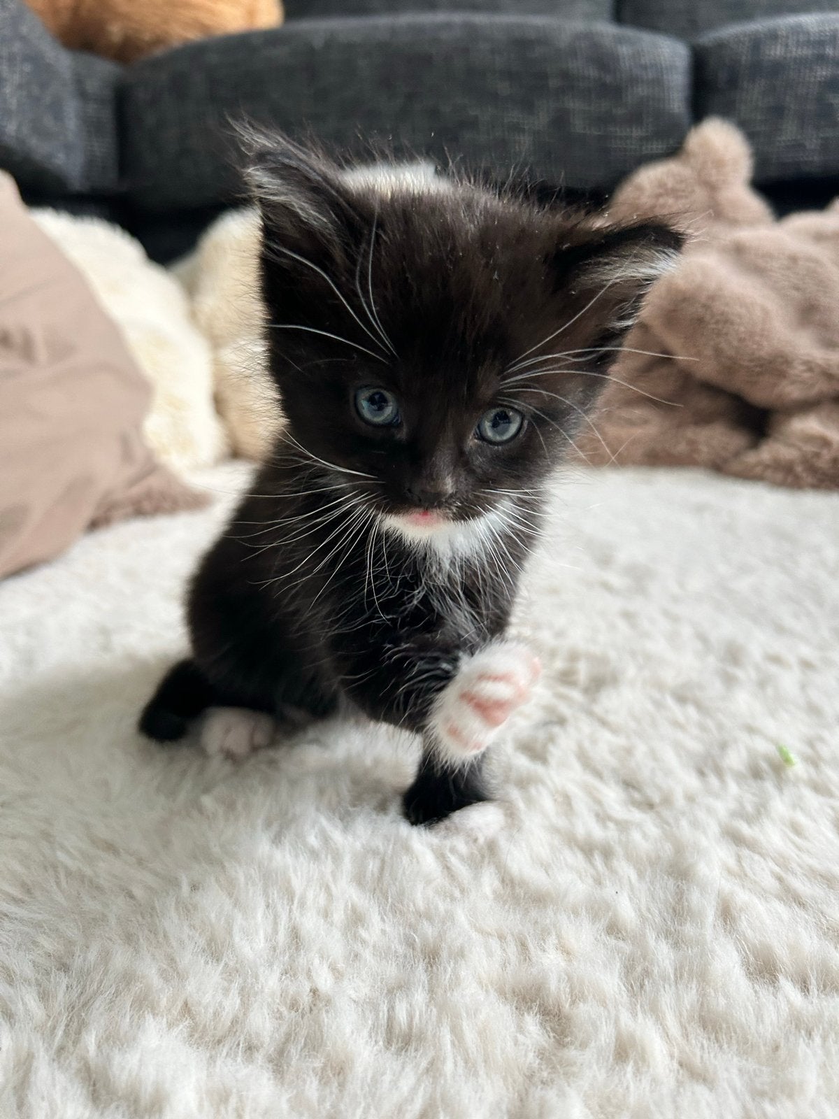 Kittens te koop, Dieren en Toebehoren, Meerdere dieren, Kortharig, 0 tot 2 jaar