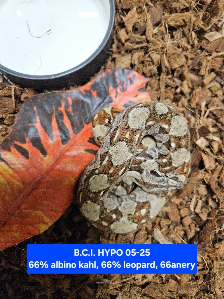 Boa Constrictor Afgodslang, Dieren en Toebehoren, Slang, 0 tot 2 jaar