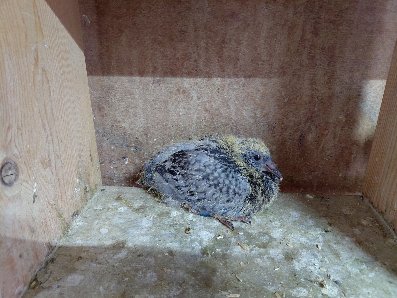 postduiven, Meerdere dieren, Postduif