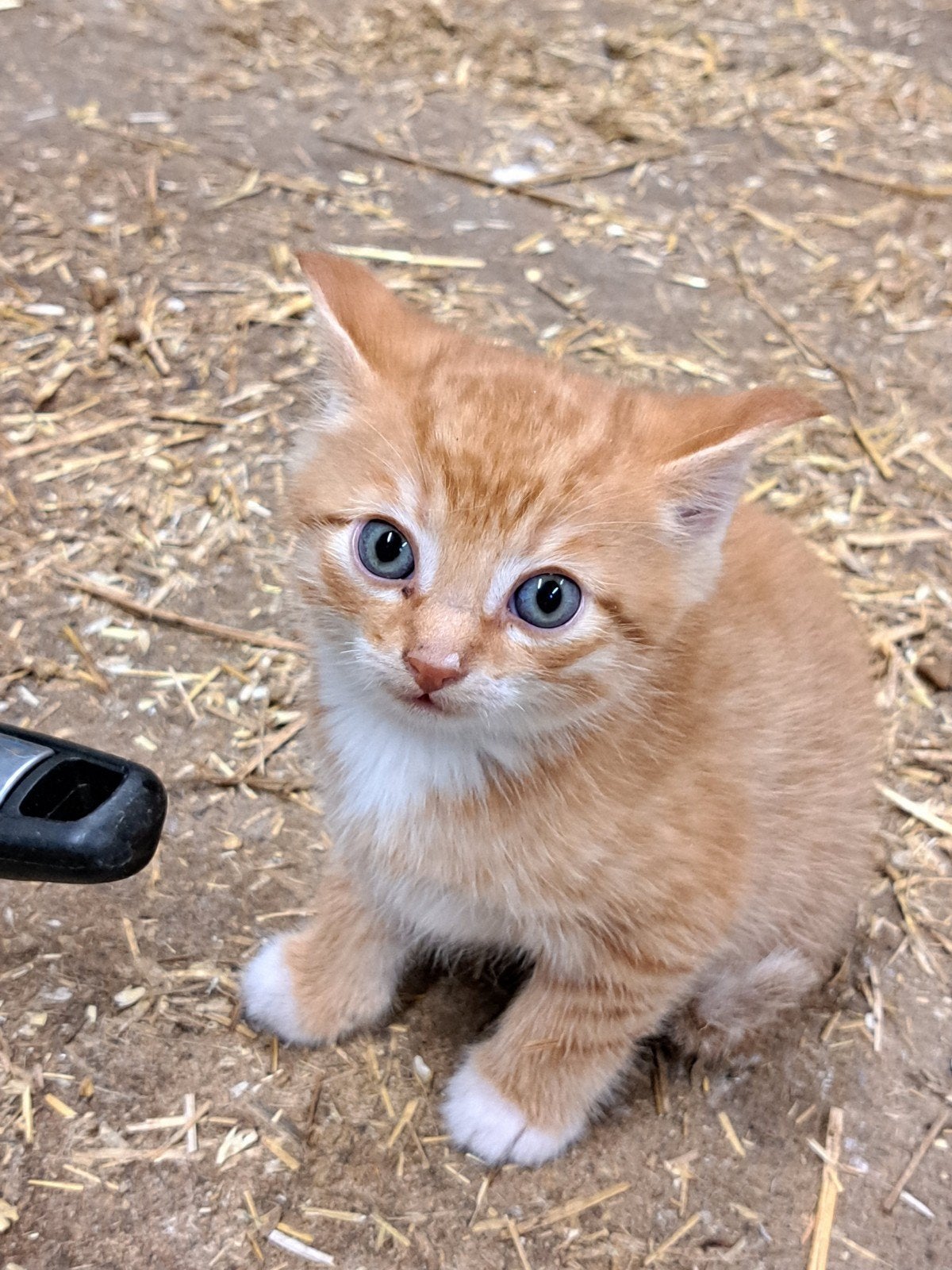 kittens, Dieren en Toebehoren, Meerdere dieren, Ontwormd, 0 tot 2 jaar