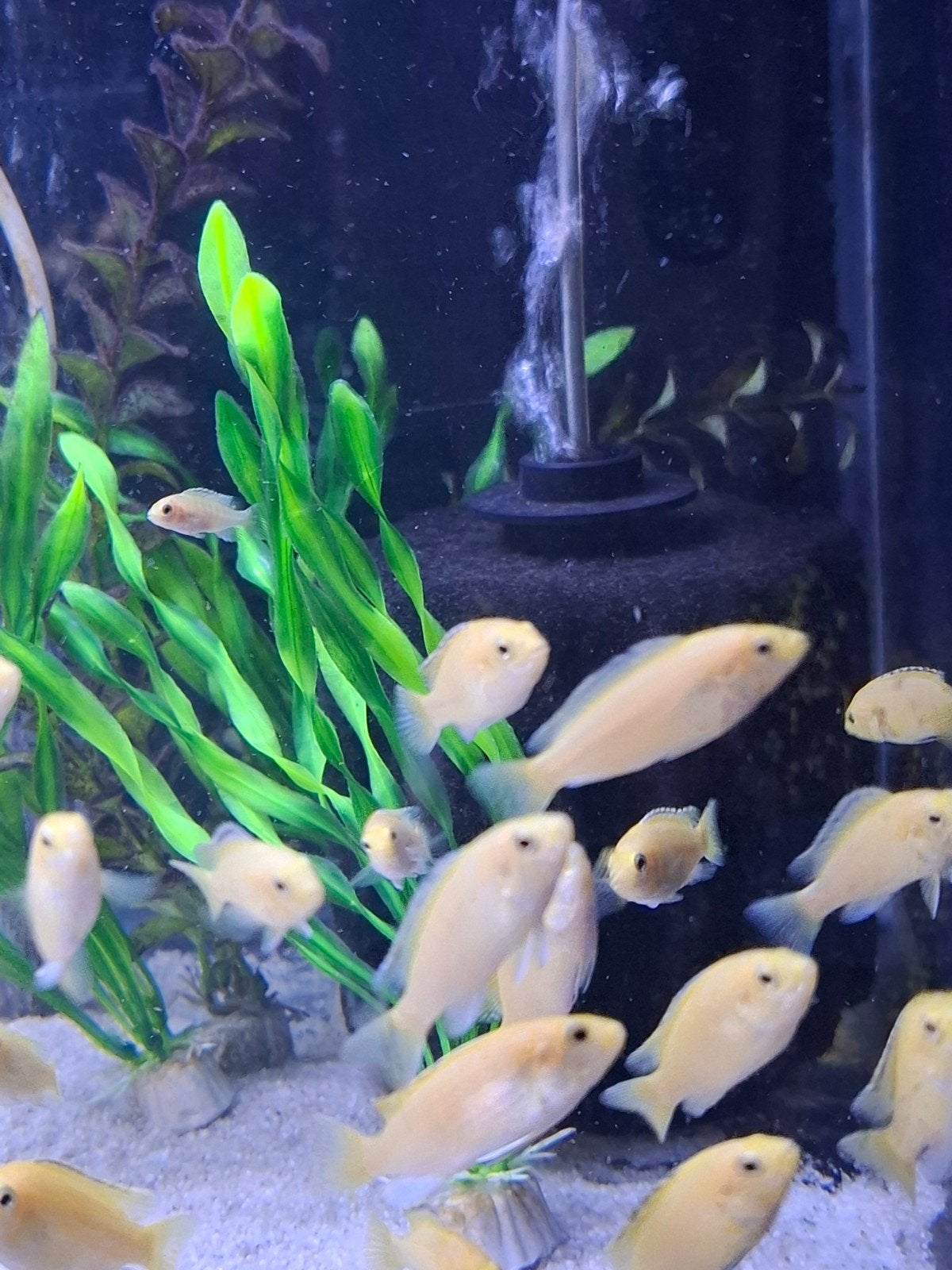 Labidochromis caeruleus yellow Kakusa Malawi cichlide, Dieren en Toebehoren, Vis