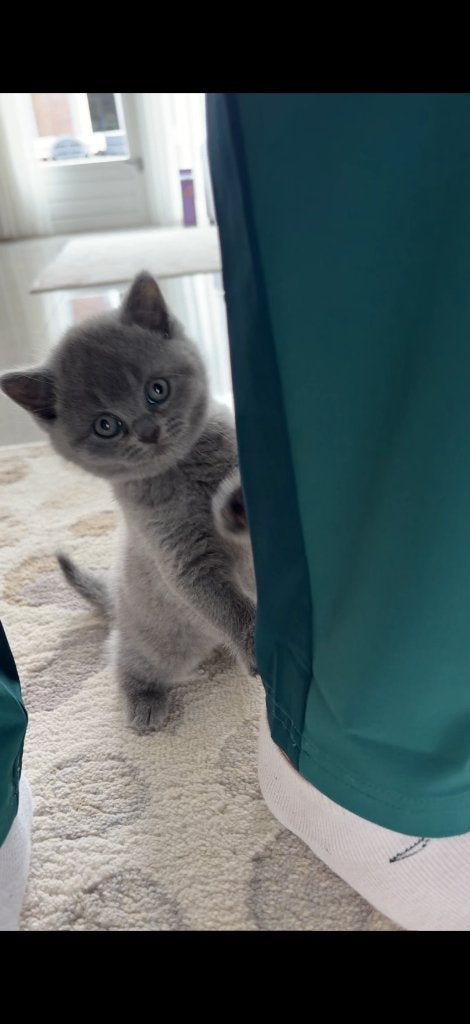 Britste korthaar 4 maanden oud, Dieren en Toebehoren, Katten en Kittens | Raskatten | Korthaar, Kater, Ontwormd, 0 tot 2 jaar