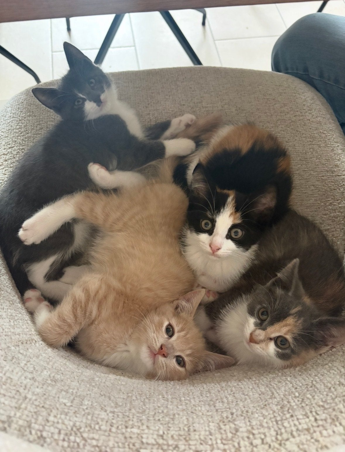 Kitten nog 1 beschikbaar, Dieren en Toebehoren, Meerdere dieren, Kortharig, 0 tot 2 jaar