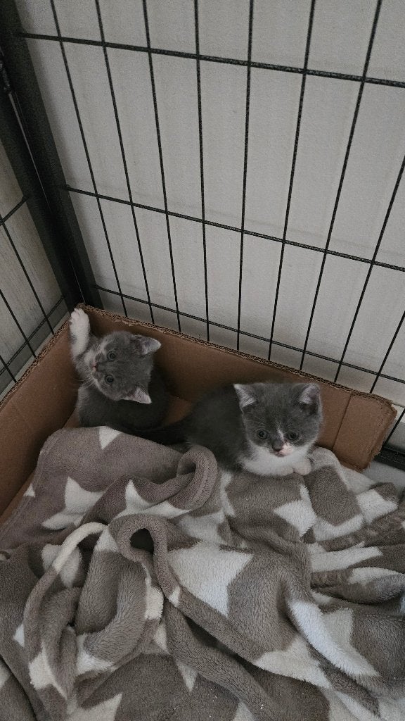 Britse korthaar kittens, Dieren en Toebehoren, Katten en Kittens | Raskatten | Korthaar, Meerdere dieren, Ontwormd, 0 tot 2 jaar