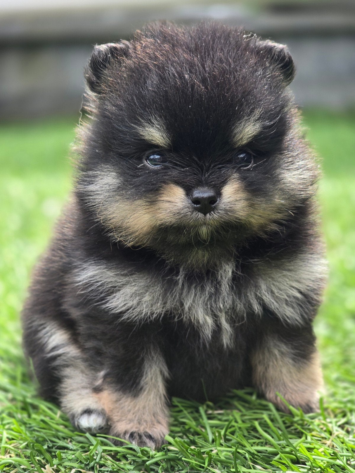 Te koop prachtige pomeriaan pups, Dieren en Toebehoren, Parvo, Overige rassen, 8 tot 15 weken, Meerdere dieren