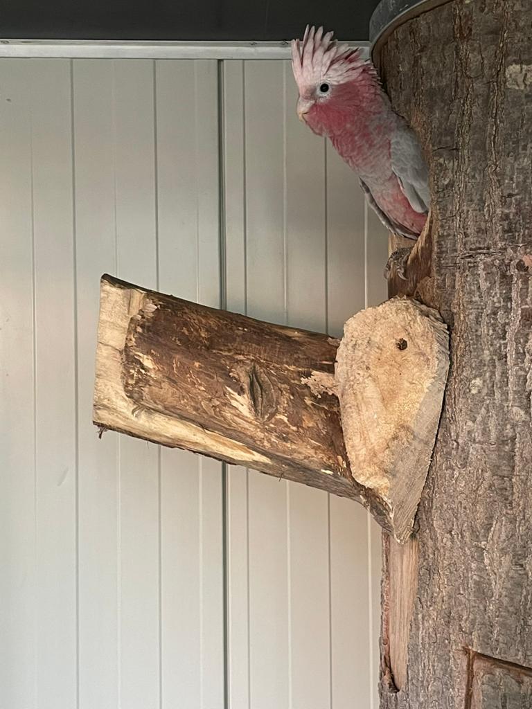 Rosé Kakatoe pop, Dieren en Toebehoren, Vrouwelijk, Papegaai, Geringd