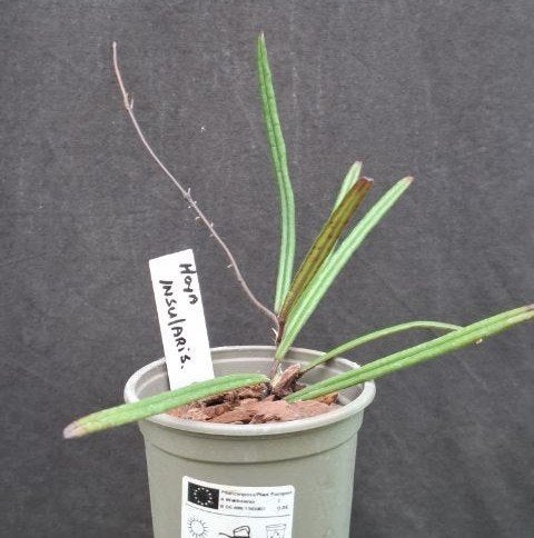 hoya insularis, Huis en Inrichting, Overige soorten, Minder dan 100 cm, Bloeiende kamerplant, Halfschaduw