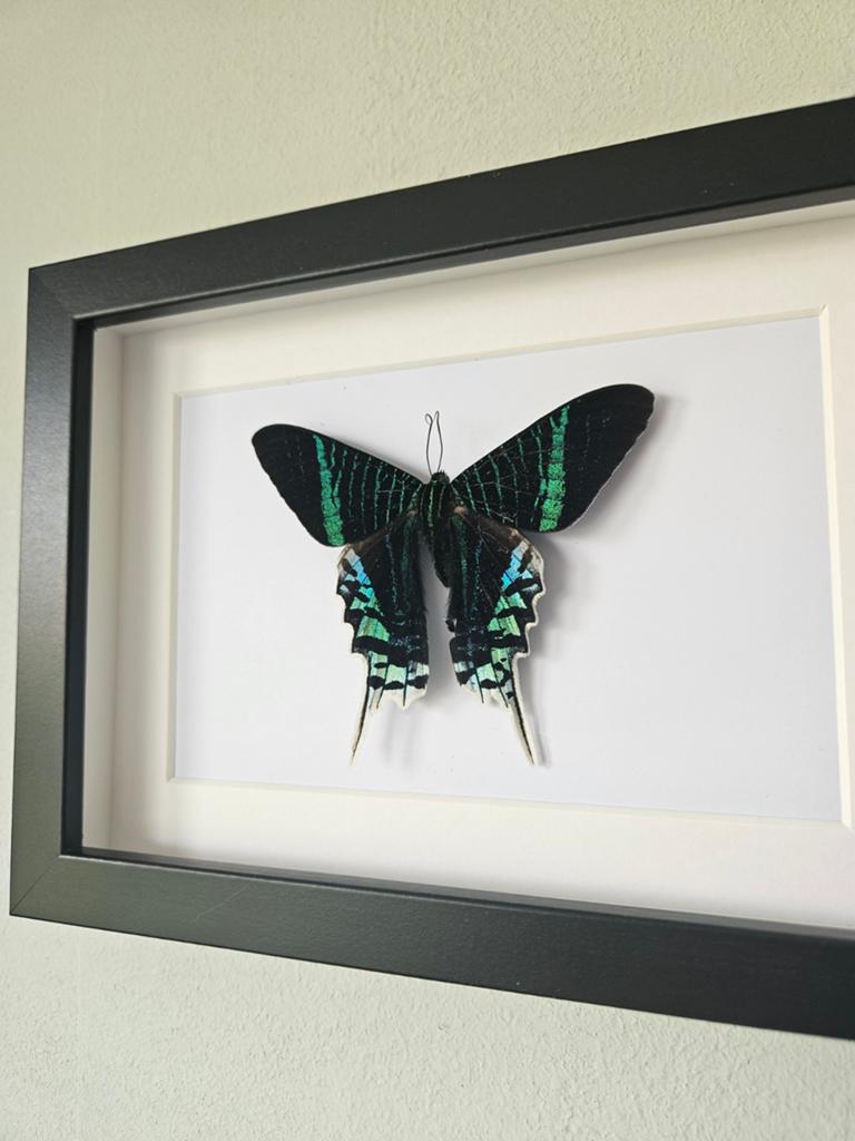 Vlinder in lijst, Ophalen of Verzenden, Nieuw, Insect, Opgezet dier