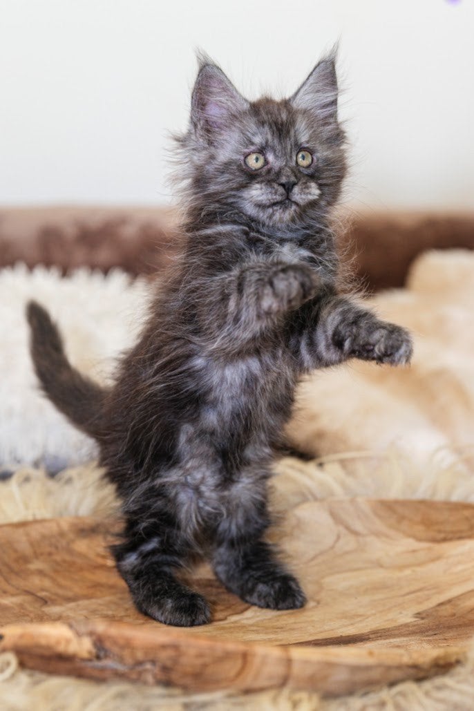 Maine coon kittens met stamboom, Meerdere dieren, Met stamboom