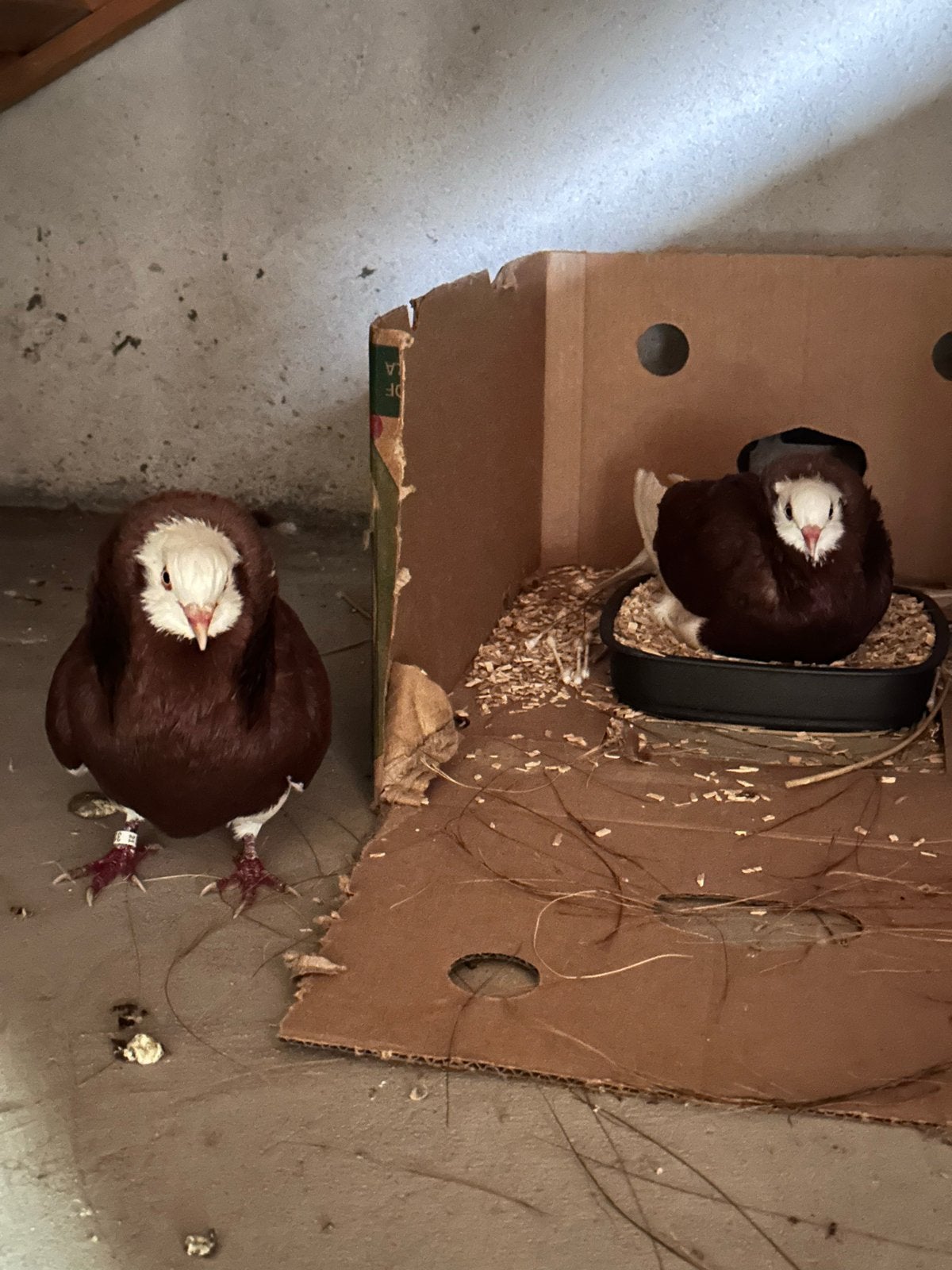 Prachtig koppel sierduiven (bewezen kweekkoppel) met2jongen