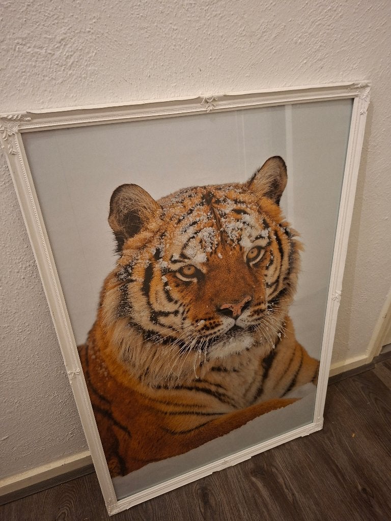 Tijger schilderij, Ophalen, Gebruikt, Schilderij, 75 – 100