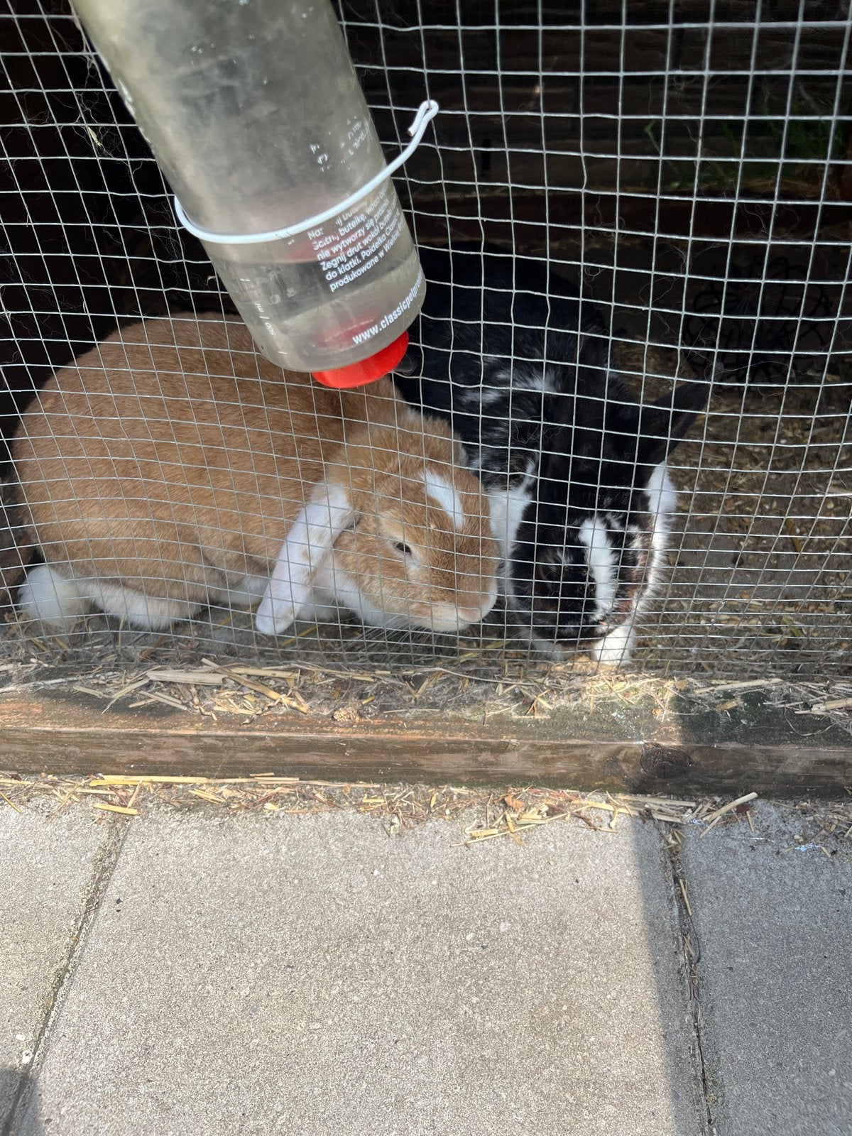 Konijnen, Dieren en Toebehoren, Konijnen, Meerdere dieren, Middelgroot, 3 tot 5 jaar