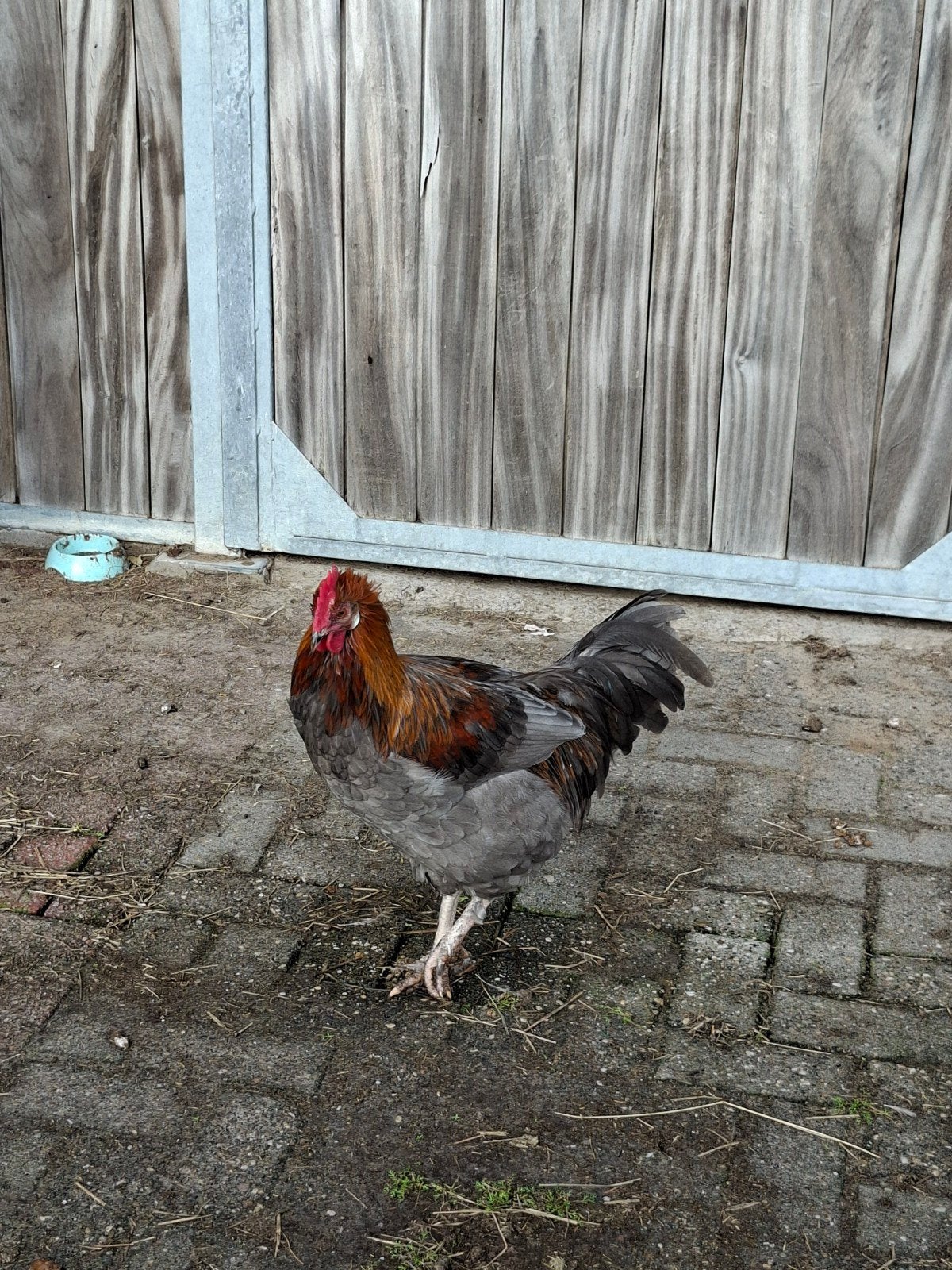 prachtige jonge marans haan, Dieren en Toebehoren, Mannelijk, Kip