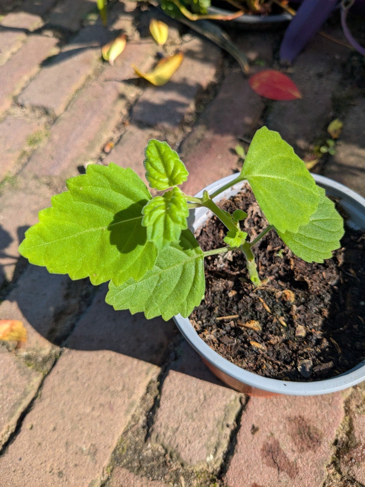 Plectranthus Ernstii caudex lipbloem plant paarse bloemen, Huis en Inrichting, Ophalen, Overige soorten, Halfschaduw, Minder dan 100 cm
