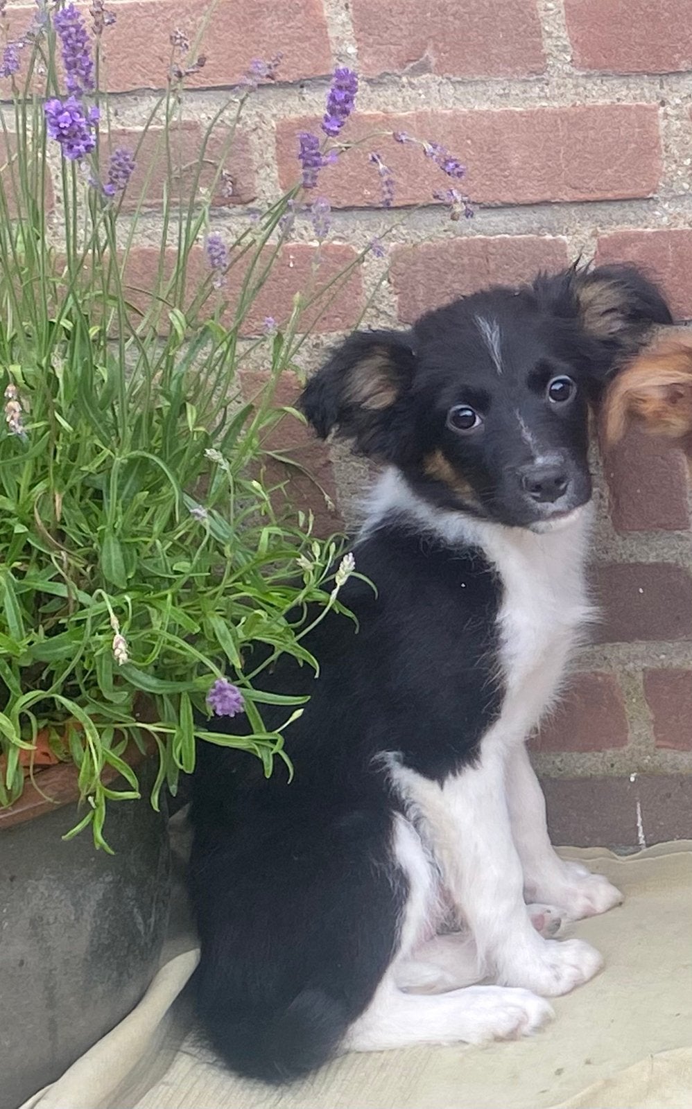 Prachtige BORDER COLLIE x FRIESE STABIJ pup - teefje, Parvo, Nederland, 8 tot 15 weken, Teef
