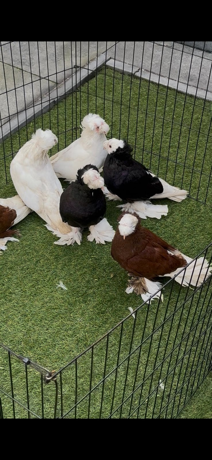 Takla, Meerdere dieren