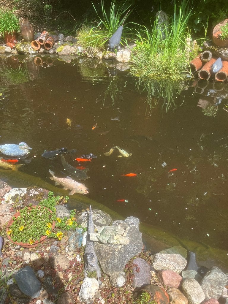 gevraagd waterschildpad voor in natuurvijver., Dieren en Toebehoren, Ophalen of Verzenden, Gebruikt, Overige typen