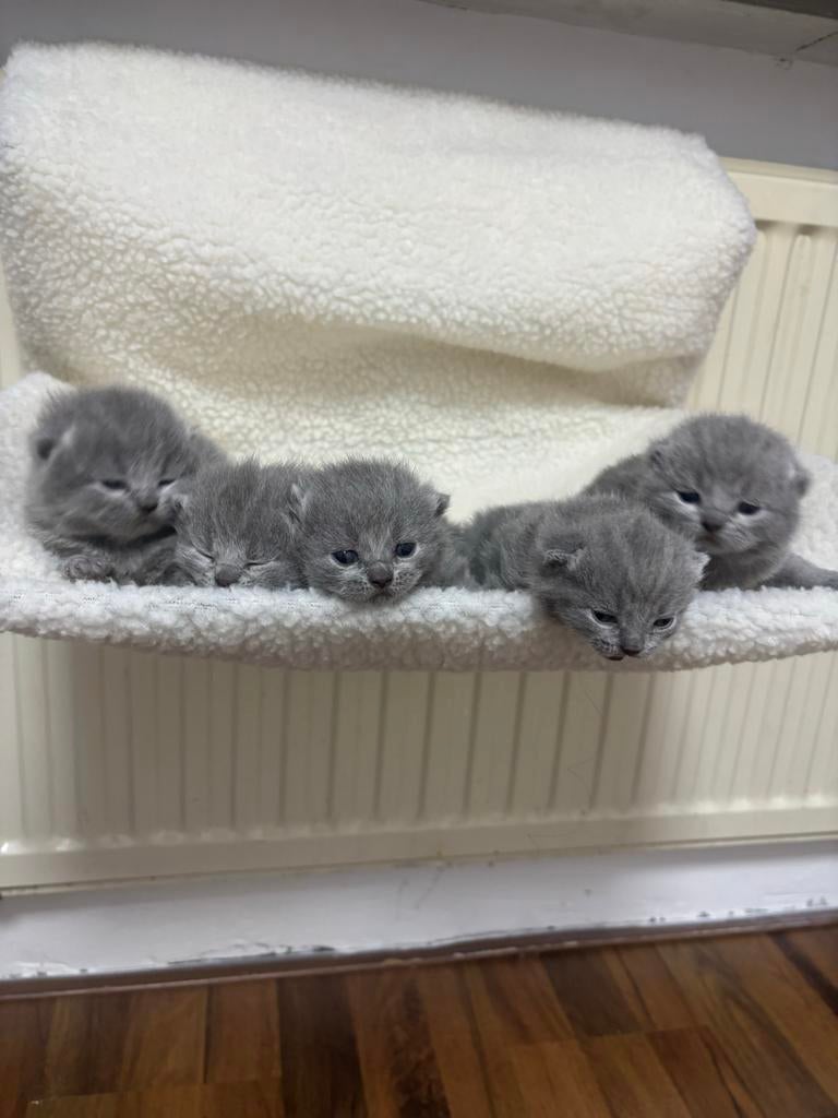 Britse korthaar kittens, Dieren en Toebehoren, Katten en Kittens | Overige Katten, Meerdere dieren