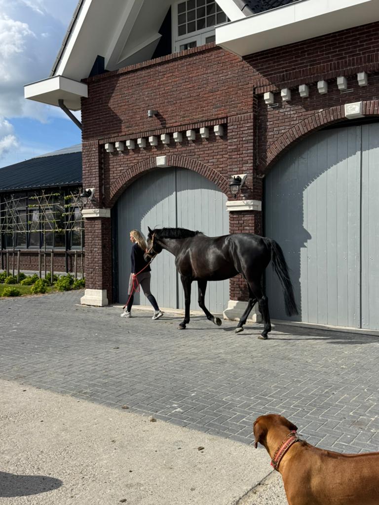 Stalmedewerker, Dieren en Toebehoren, Paarden, Meerdere dieren, 0 tot 2 jaar