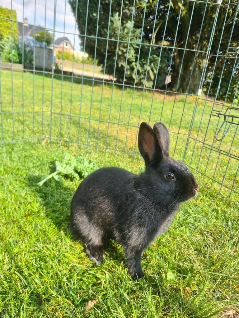 Lief zwart middelgroot konijn te koop!, Dieren en Toebehoren, Konijnen, Vrouwelijk, Middelgroot