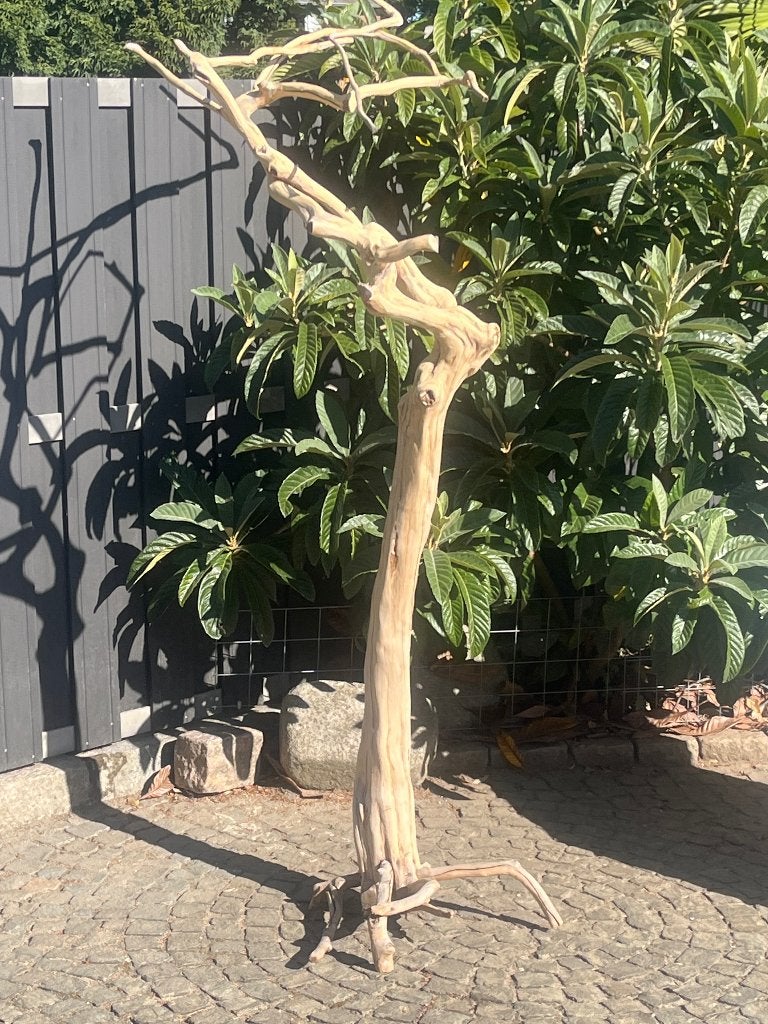 Koffieboom, javaboom, papegaaienboom, javaboom, Meerdere dieren, Tropenvogel