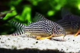 Corydoras sterbai, Dieren en Toebehoren, Vissen | Aquariumvissen, Vis, Zoetwatervis, Schoolvis