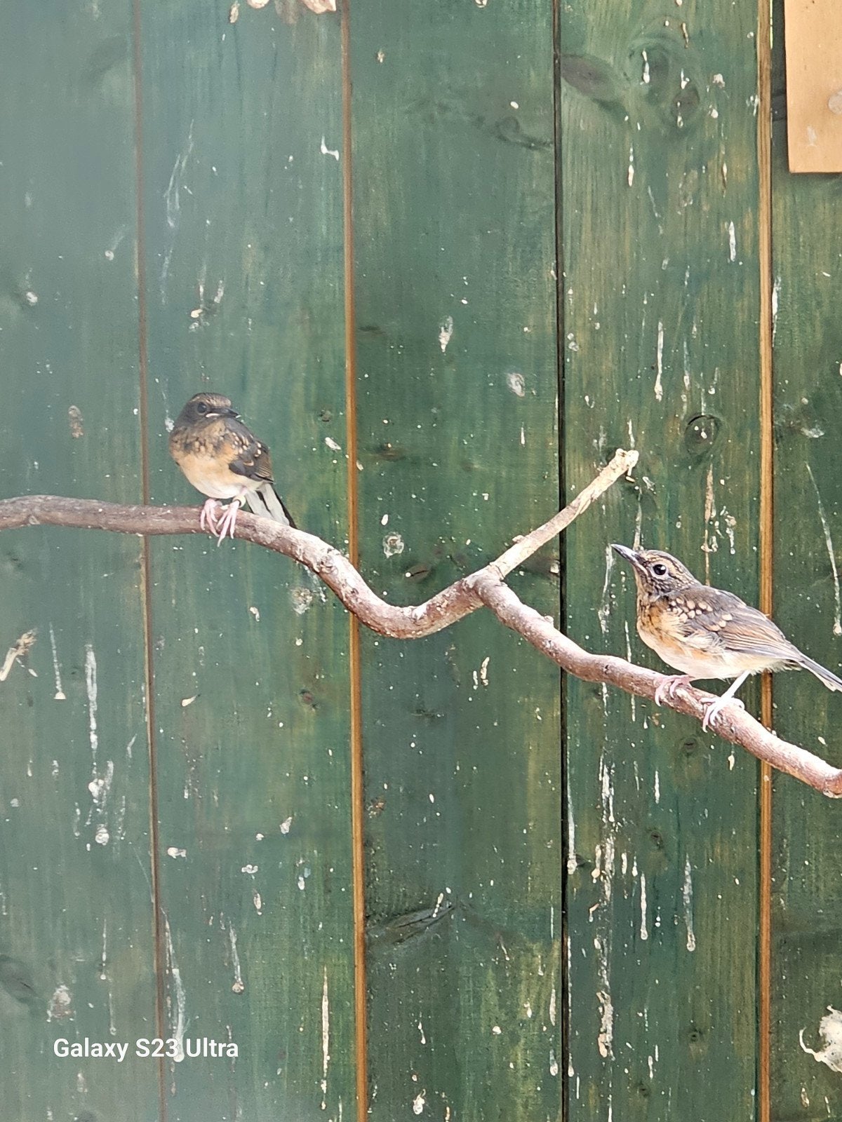 pop schamalijster, Dieren en Toebehoren, Vogels | Overige Vogels, Vrouwelijk
