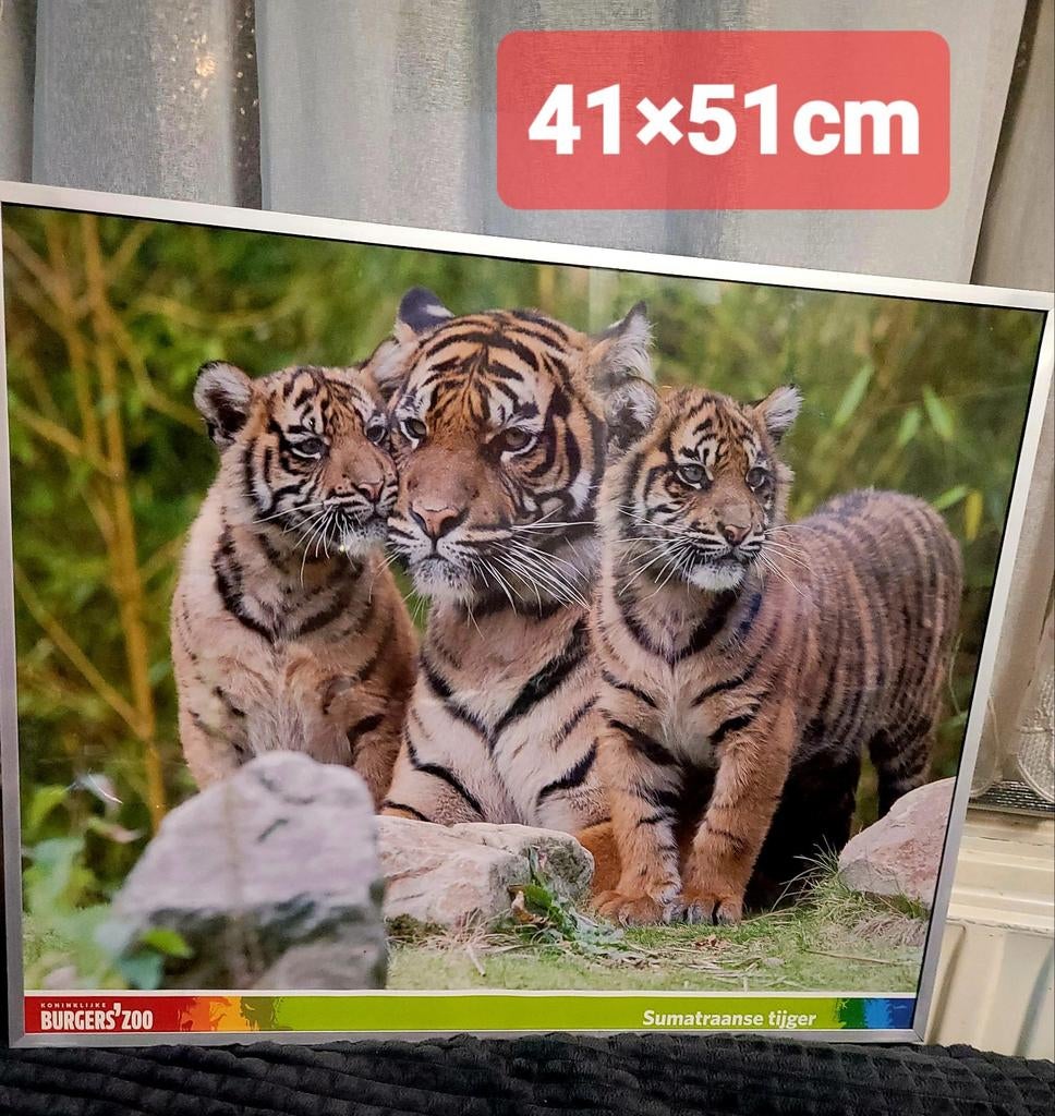 Foto van Sumatraanse tijger met welpen, Ophalen of Verzenden, Nieuw, Minder dan 50 cm, Foto of Poster