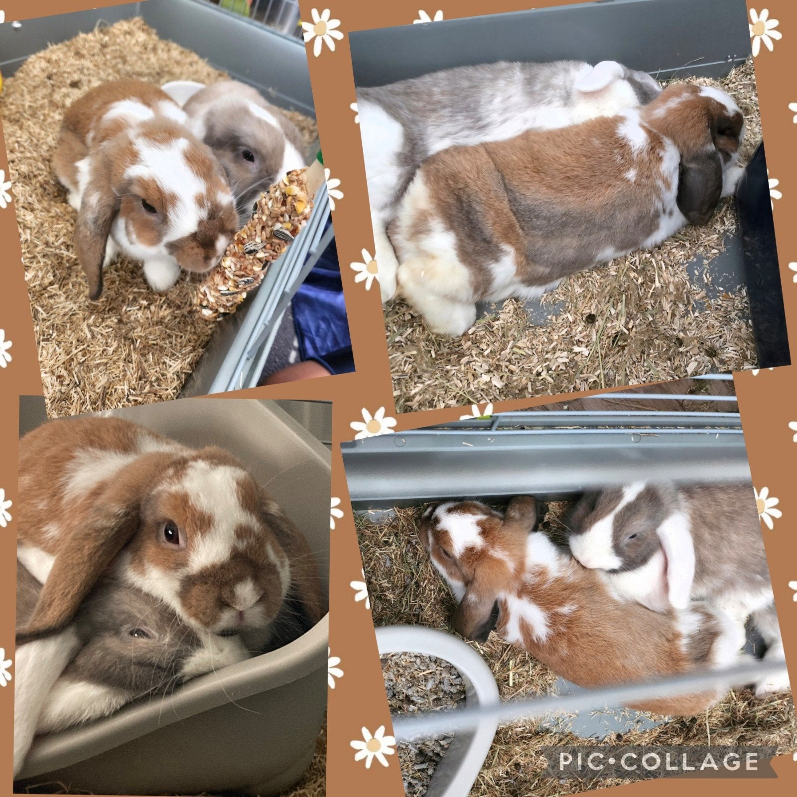2 lieve konijntjes ter overname, Dieren en Toebehoren, Konijnen, Meerdere dieren