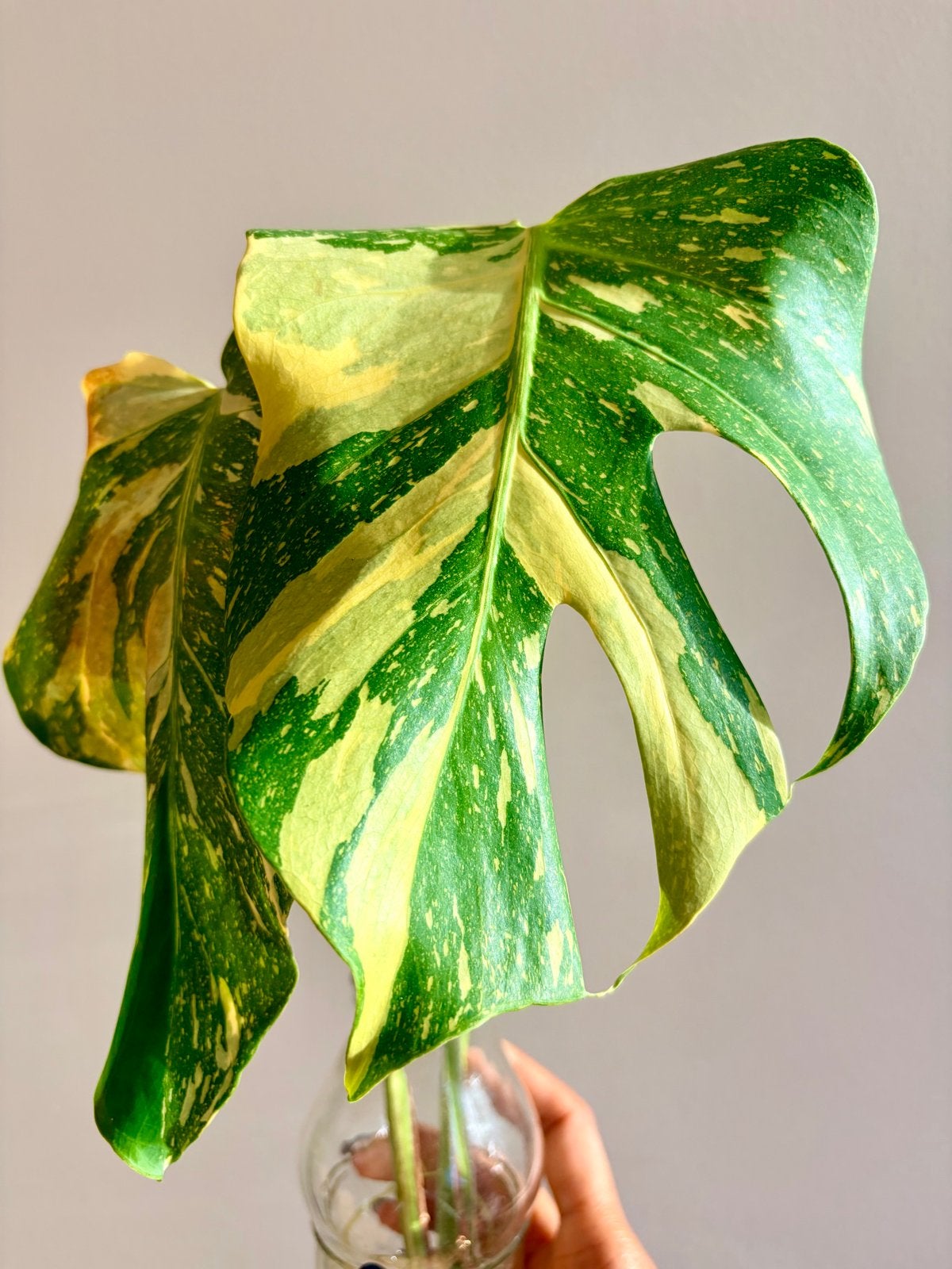 Monstera Deliciosa Electrolyte topstek, geworteld, Tuin en Terras, Overige soorten, Vaste plant, Ophalen of Verzenden, Bloeit niet