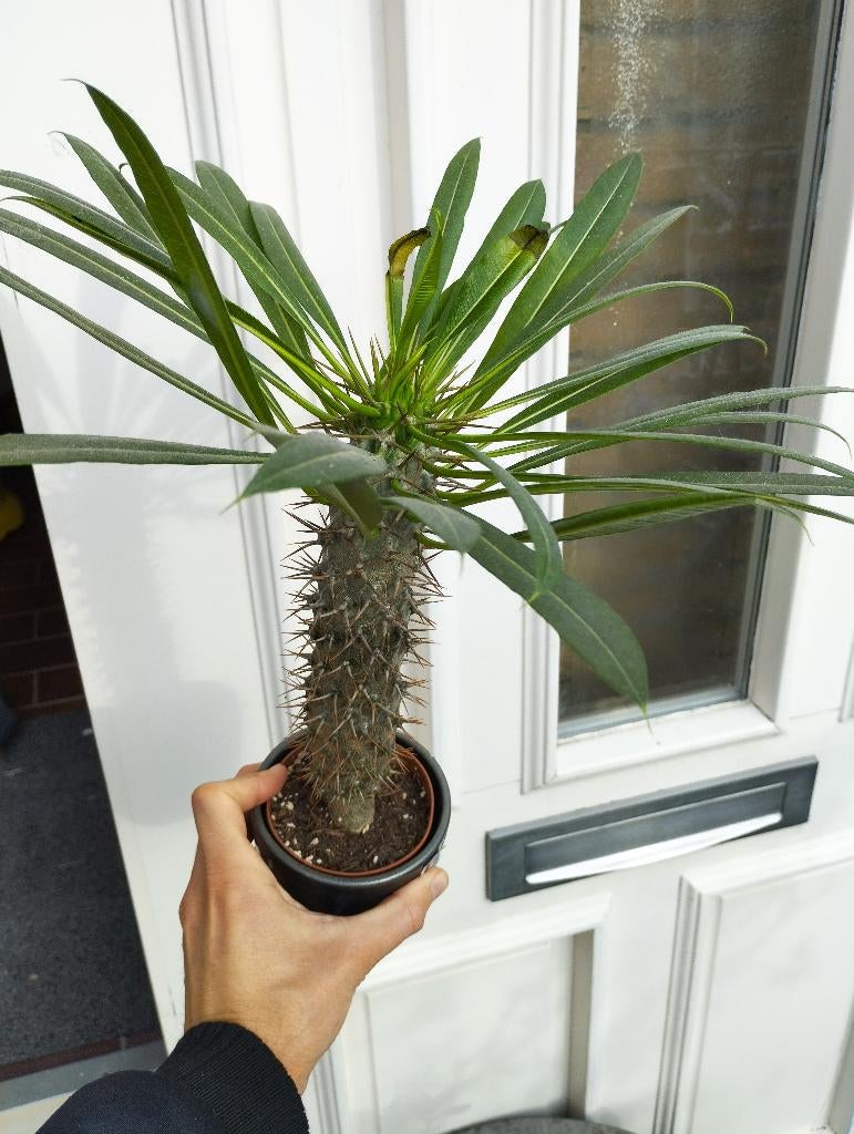 Pachypodium Lamerei en Saundersii - Madagaskar Palm, Huis en Inrichting, Kamerplanten, Palm, Minder dan 100 cm, Groene kamerplant