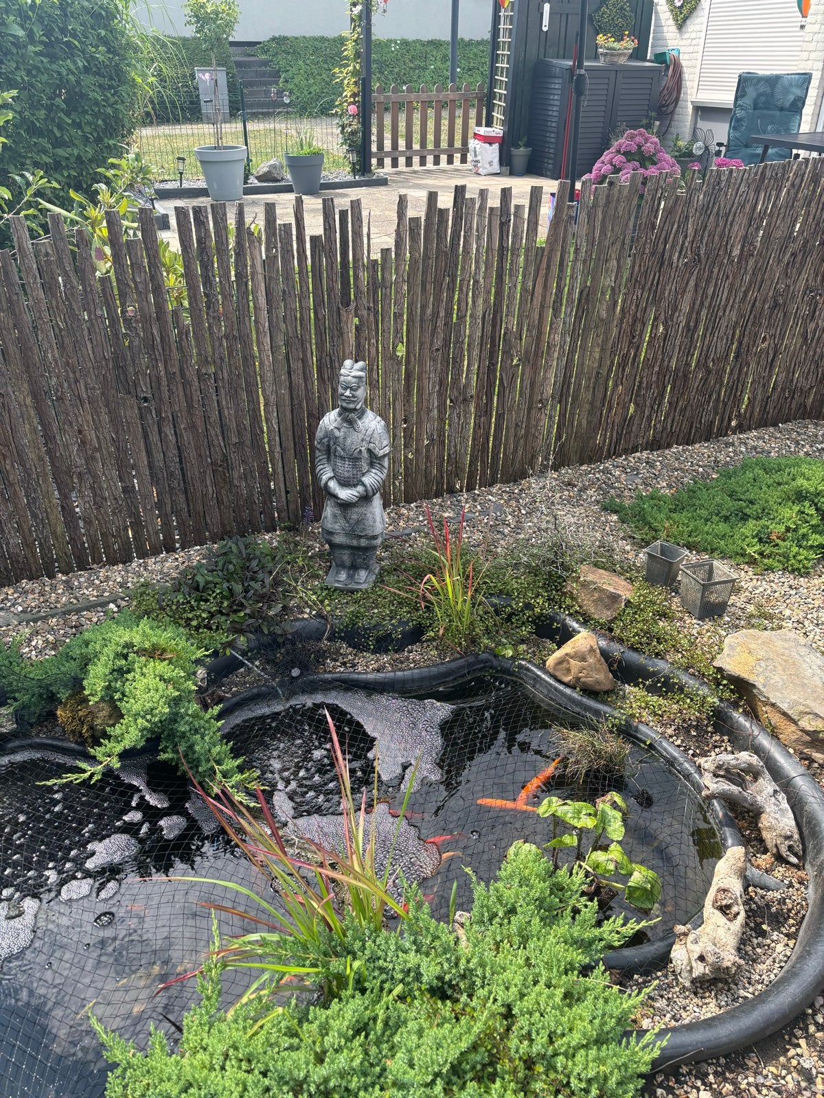 Te koop vijvervissen, Goudvis(sen)