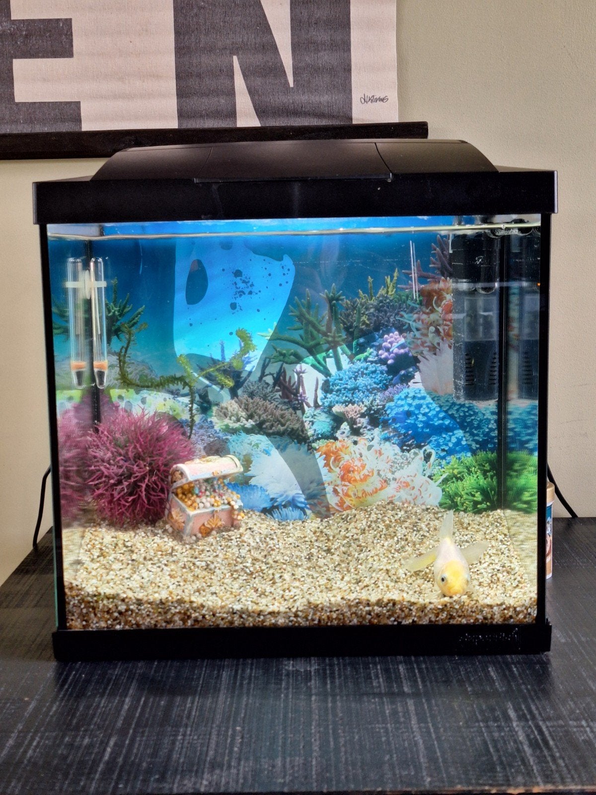 Goudvis plus aquarium en benodigdheden, Dieren en Toebehoren, Ophalen, Gebruikt, Gevuld zoetwateraquarium, Inclusief toebehoren