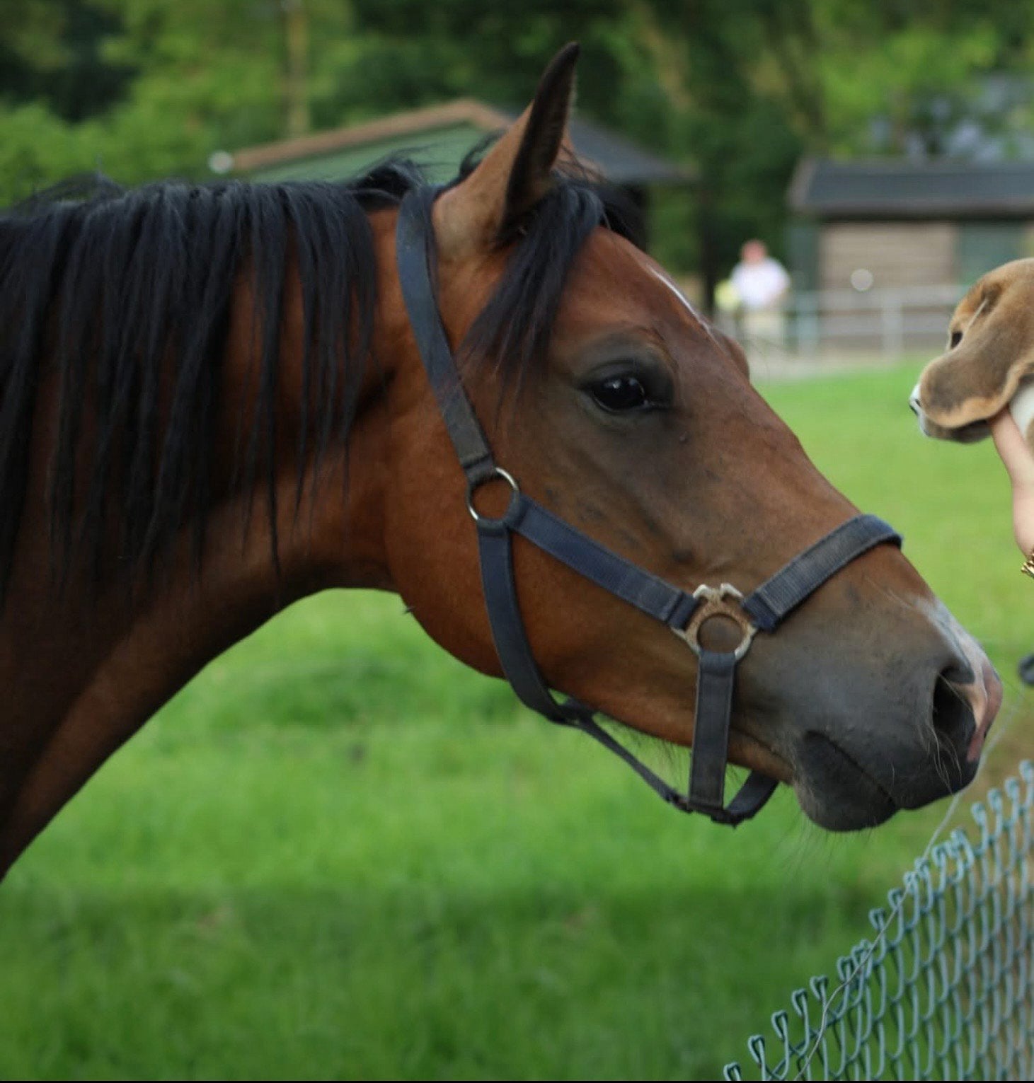 3 jarige New Forest merrie, Merrie, 3 tot 6 jaar, Met stamboom, Onbeleerd